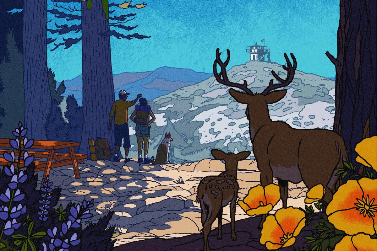 Forest scene illustration with a camping couple and dog looking at a mountain with flowers and two deer in the foreground