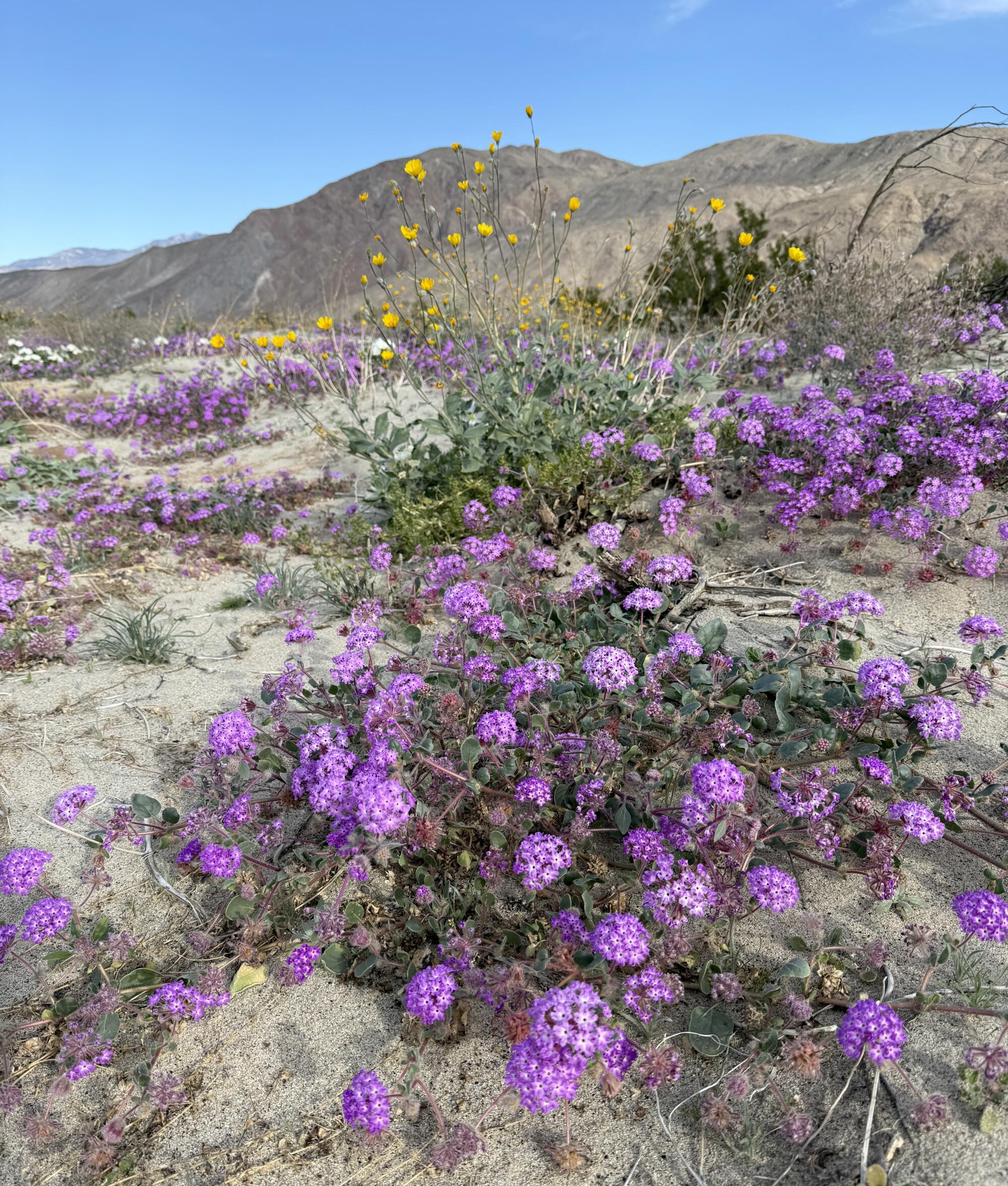 Desert sand-verbena grows in the area around Henderson Canyon Road in Borrego Springs 