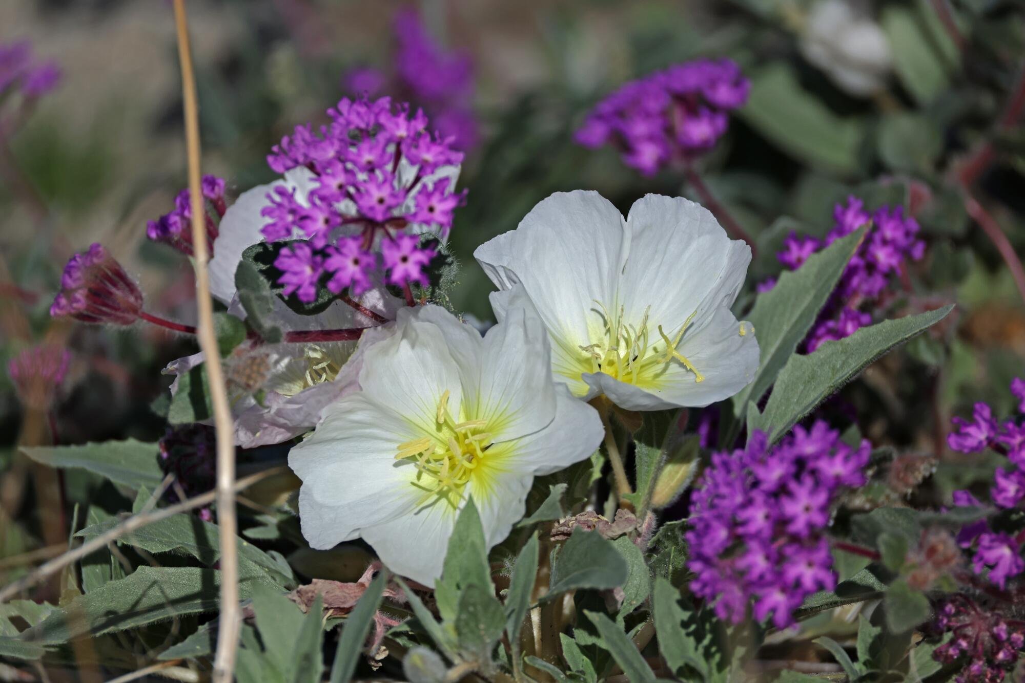 Basket evening primrose and deep pink desert sand-verbena grow in the area around Henderson Canyon Road in Borrego Springs.