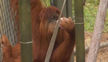 Fresno Chaffee Zoo celebrates orangutan N'Dari's 15th birthday with treats