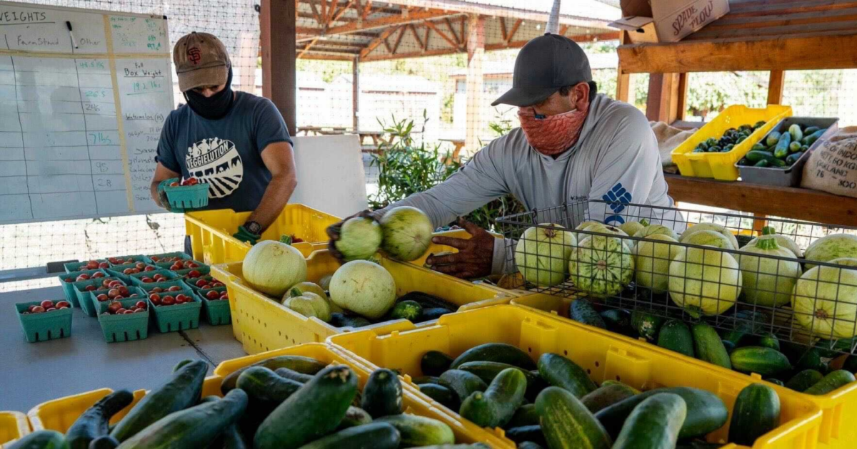 Fed cuts force San Jose farm to reduce food aid