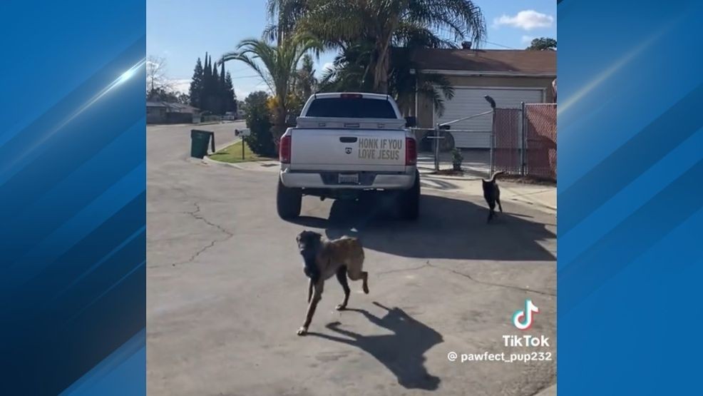 A viral video shows two dogs being dumped at a rescue. PHOTO: Kelly M. Gould{p}{/p}