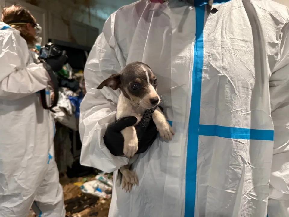 Dog rescued from La Mesa apartment on Tuesday.