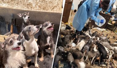 40 dogs rescued from feces-laden La Mesa apartment after owner gets evicted – NBC 7 San Diego