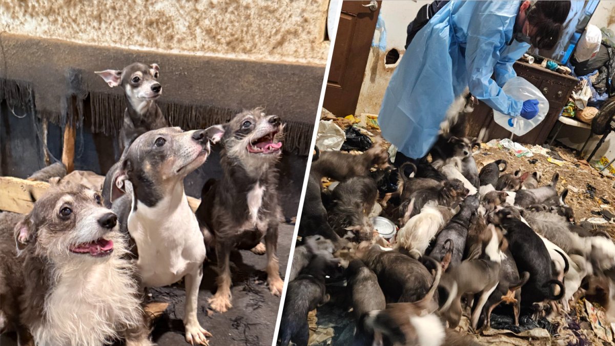 40 dogs rescued from feces-laden La Mesa apartment after owner gets evicted – NBC 7 San Diego