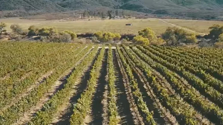 Aerial view of vineyards at Emerald Creek Winery in Warner Springs, California