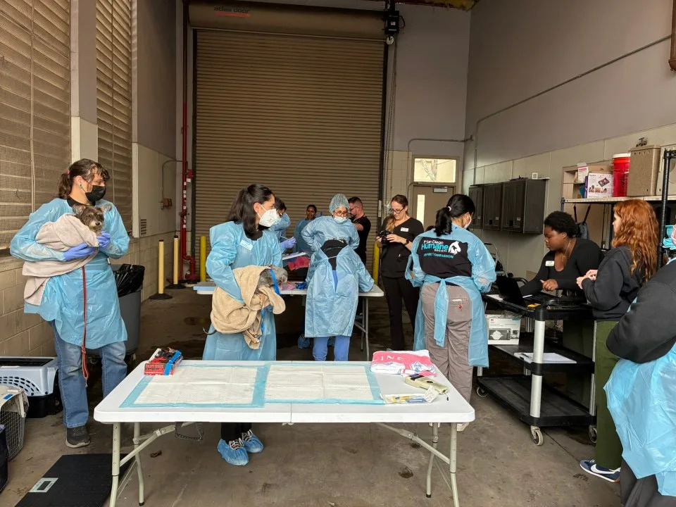 Humane Society staff tending to rescued canines.