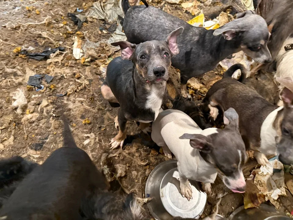 Dogs and puppies rescued from La Mesa apartment on Tuesday.