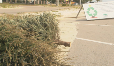 Christmas tree recycling programs return to South Mississippi