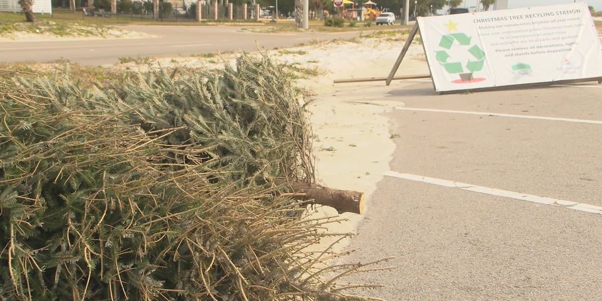 Christmas tree recycling programs return to South Mississippi