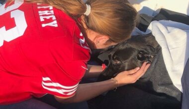 Lifeguards rescue dog swept out to sea by rip current off San Diego coast :: WRAL.com