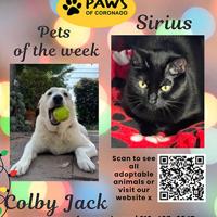 PAWS Pets-Of-The-Week | Coronado City News