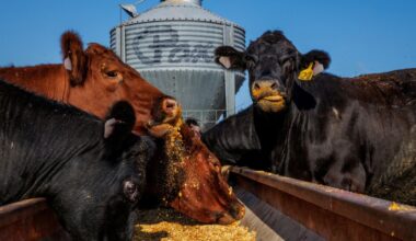 Southern California newspapers call Trump's trade policies 'disaster'