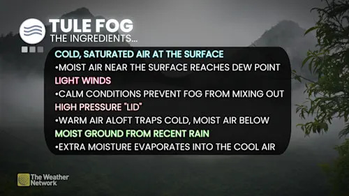 California Tule Fog Ingredients