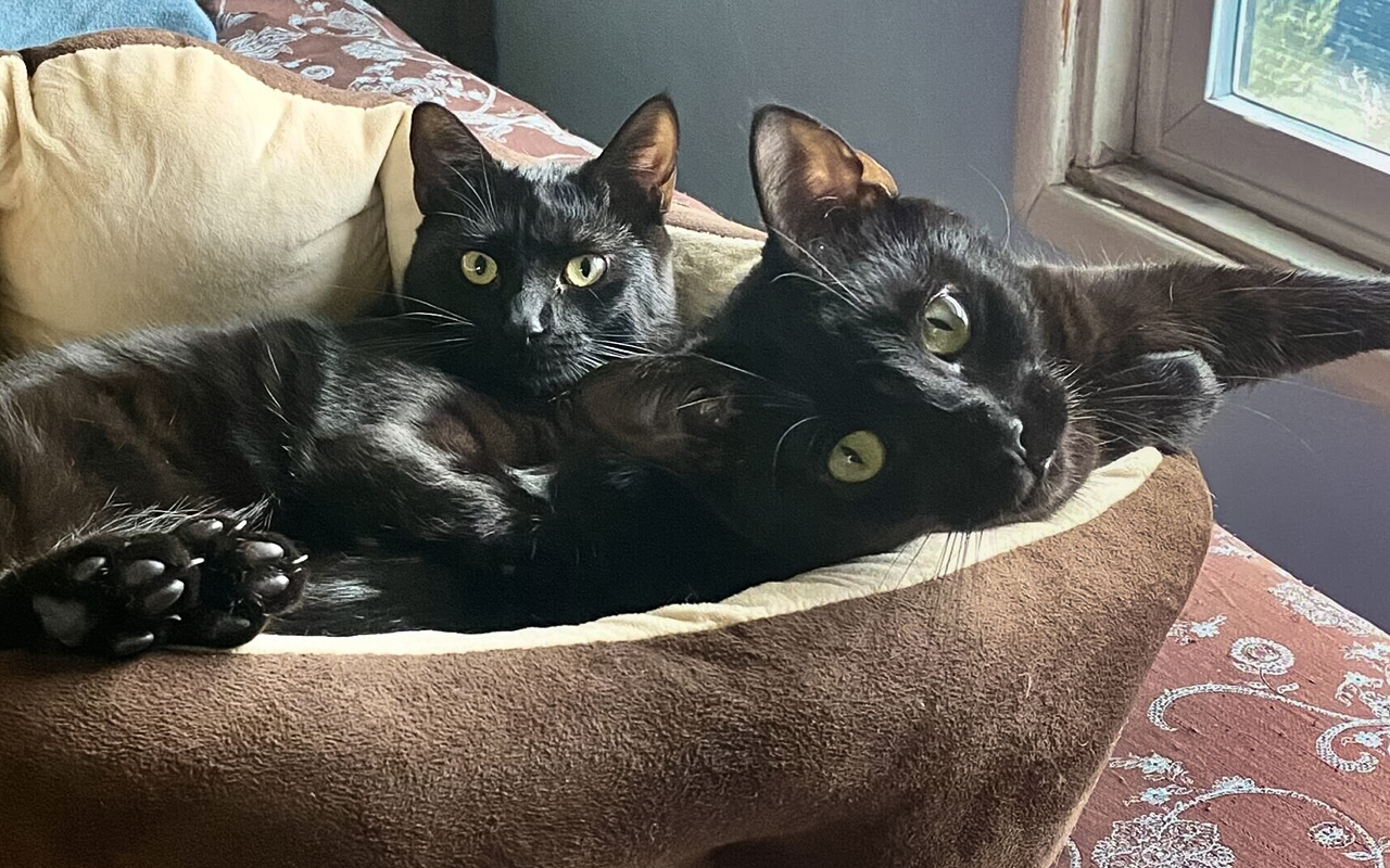 ZZ and Zebrina are the Berkeley-East Bay Humane Societyâs pets...