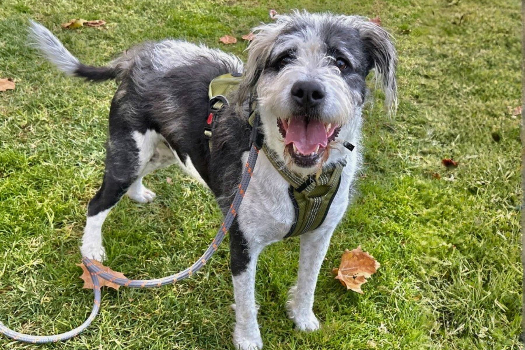 Bentley is the pet of the week at the East...