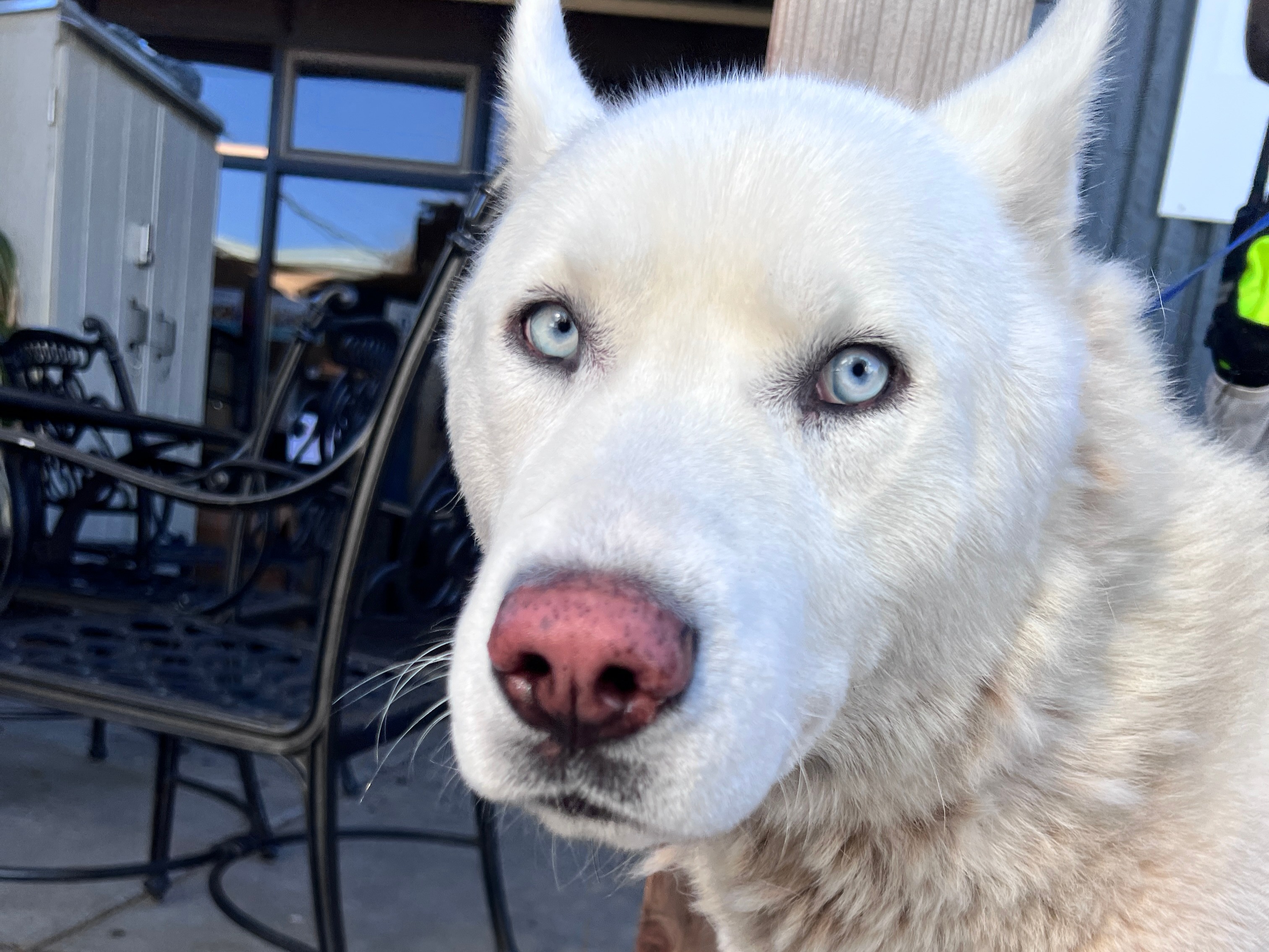 Beans is Friends of the Alameda Animal Shelterâs pet of...