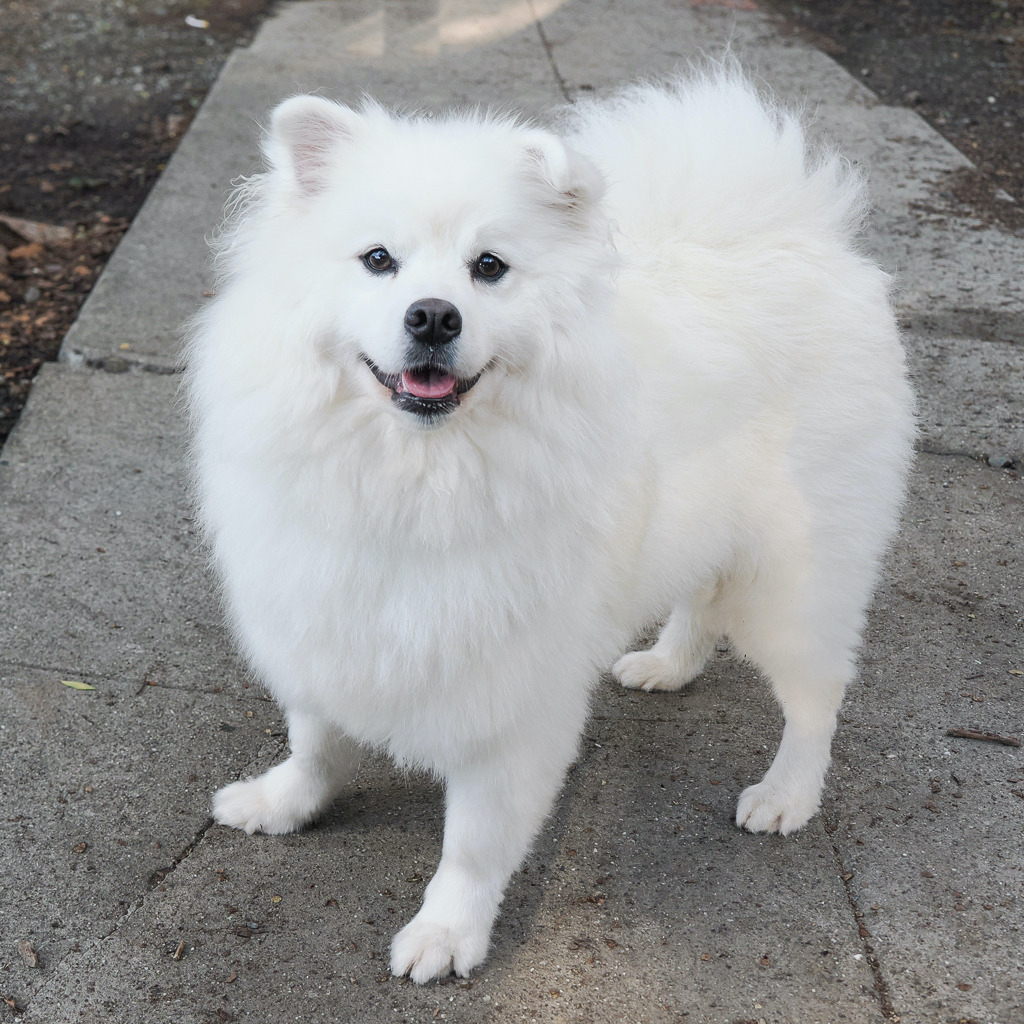 Shasta is Milo Point Richmondâs pet of the week. (photo...