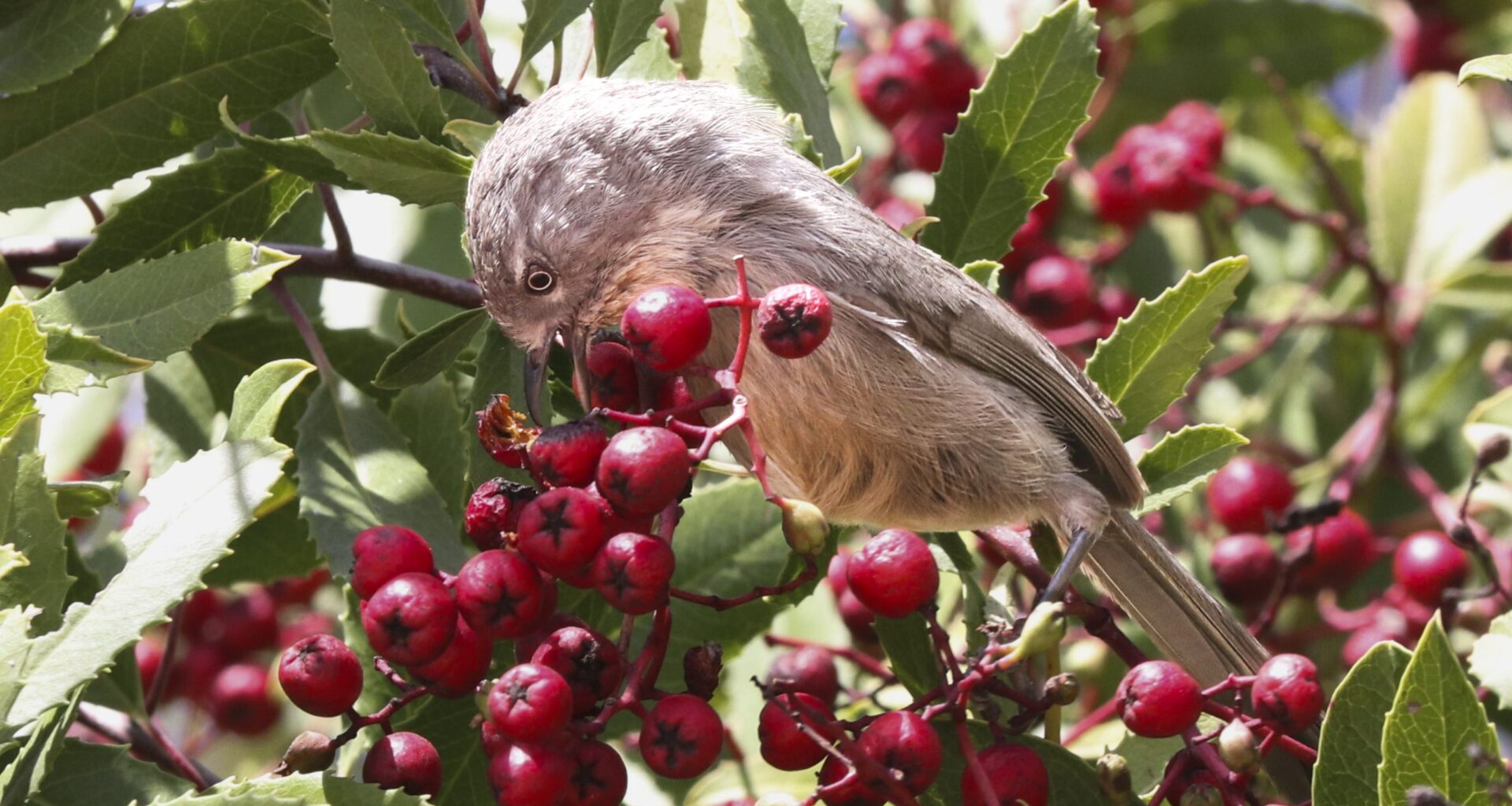 You have the ability to help Mission Trails Regional Park 