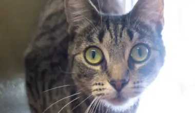 Cats, e-bikes, schools, and more new California laws in 2026