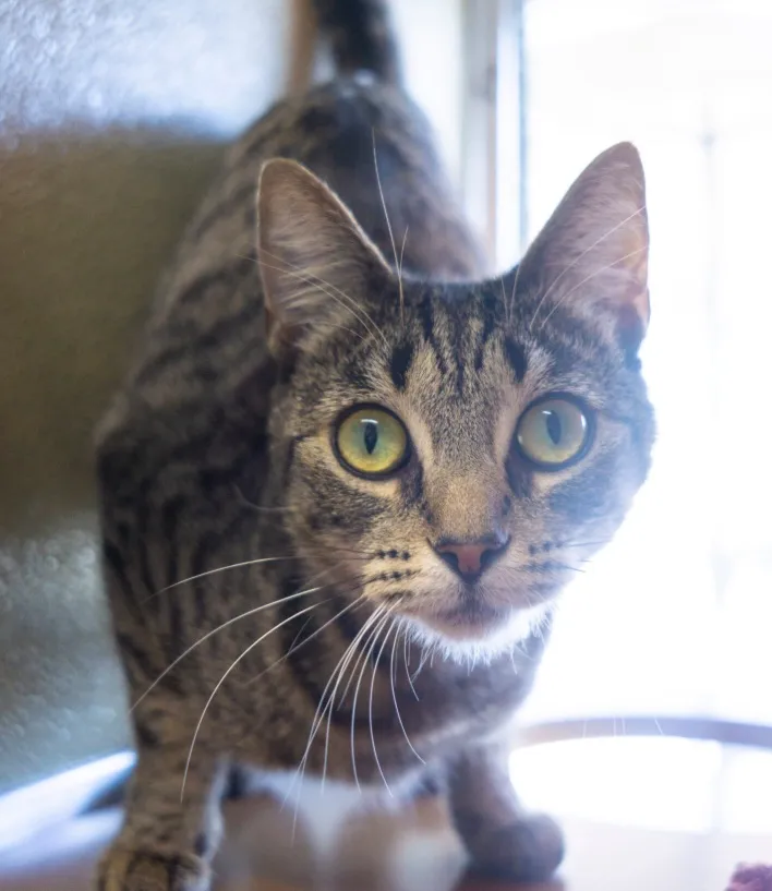 Cats, e-bikes, schools, and more new California laws in 2026