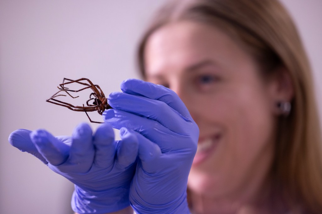 CSUF spider expert likes to share her work with students – Orange County Register