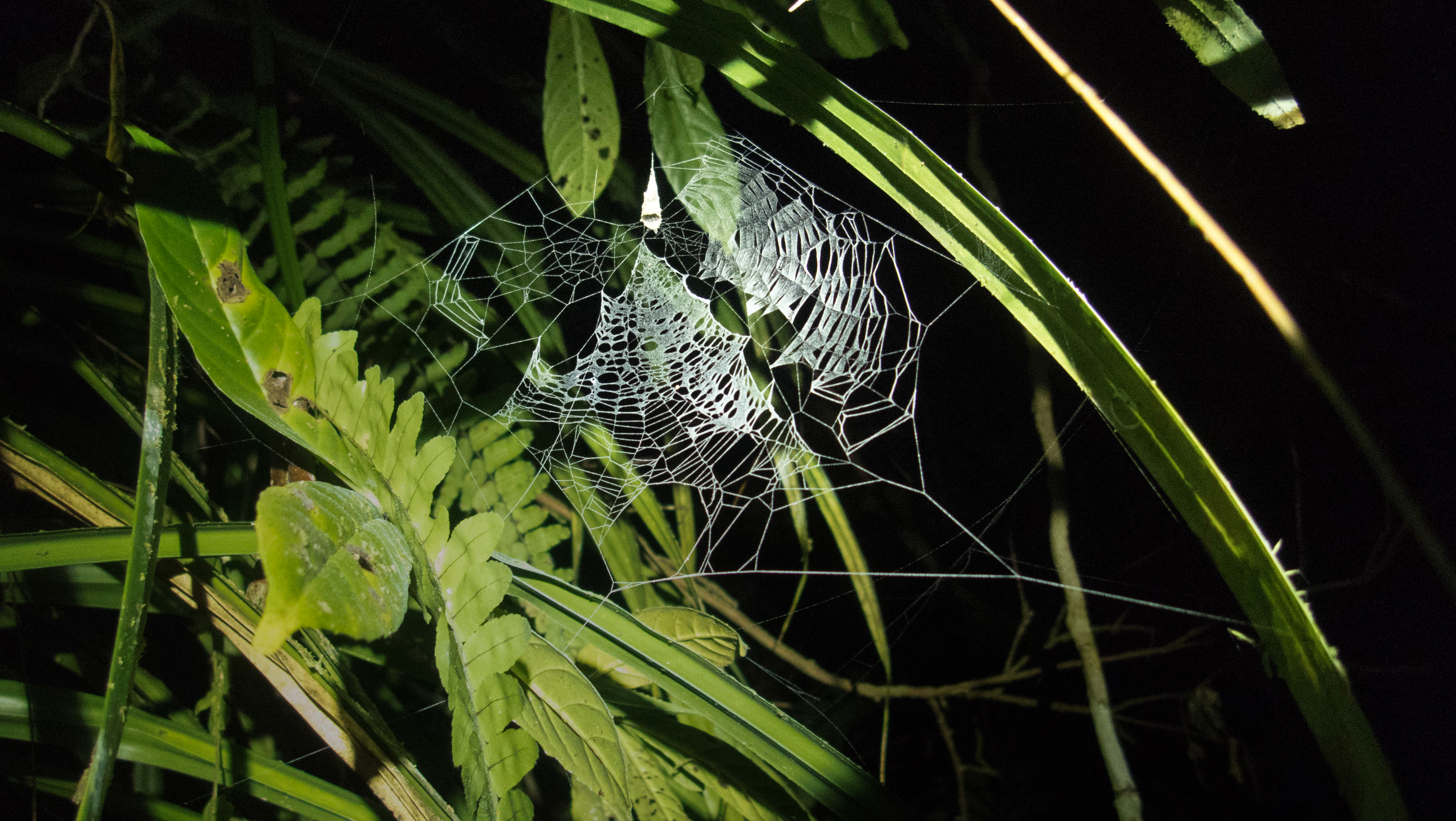 Fecenia spider web (Photo courtesy of Cal State Fullerton)