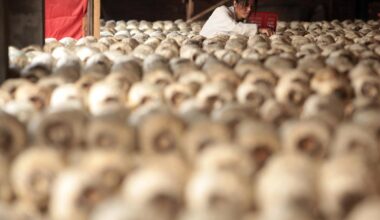 Californians warned not to eat wild mushrooms after poisonings