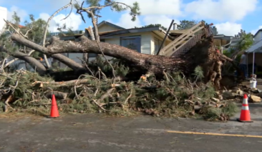3. Storm topples towering tree onto Cardiff homes, residents unharmed – NBC 7 San Diego
