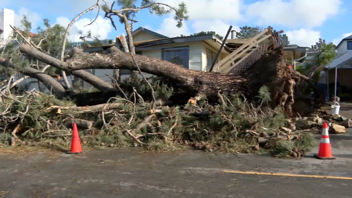 3. Storm topples towering tree onto Cardiff homes, residents unharmed – NBC 7 San Diego