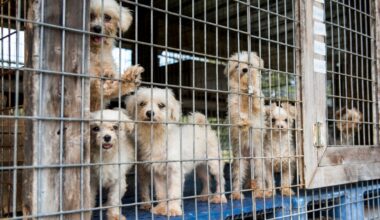 New California animal-protection laws starting in 2026 – NBC 7 San Diego