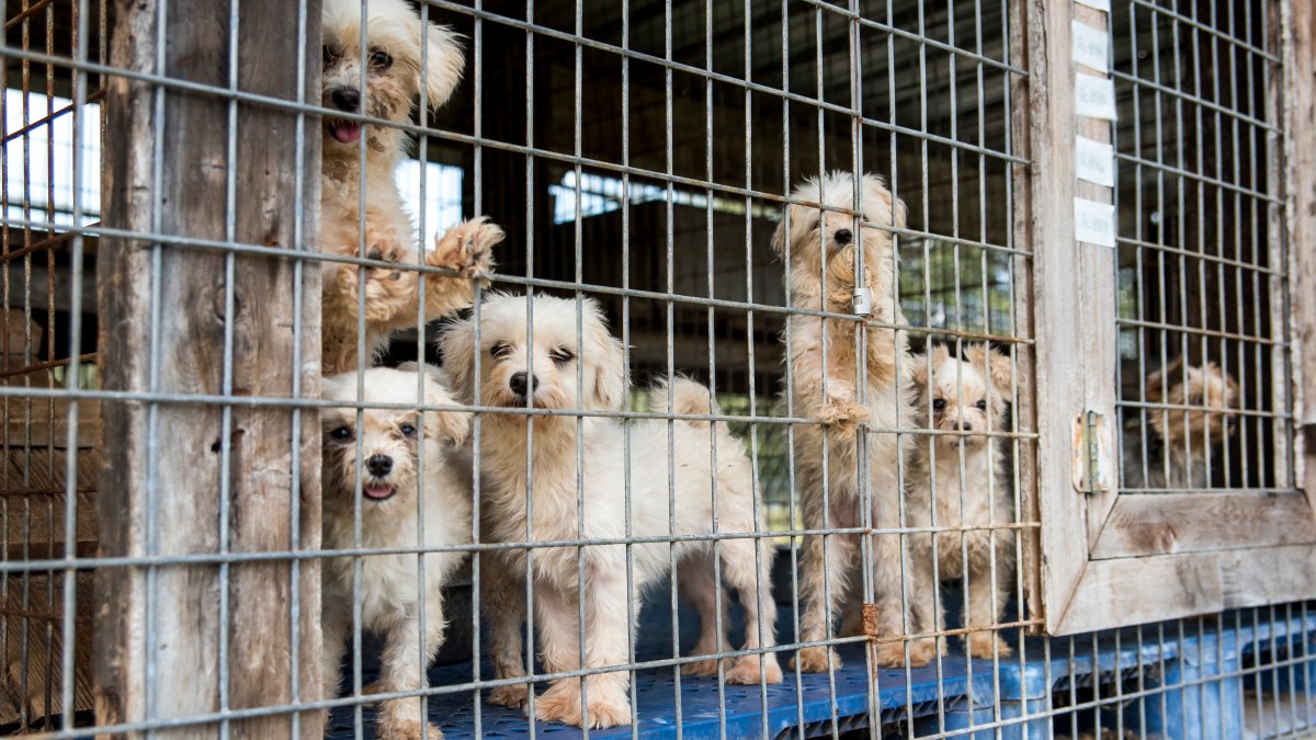 New California animal-protection laws starting in 2026 – NBC 7 San Diego