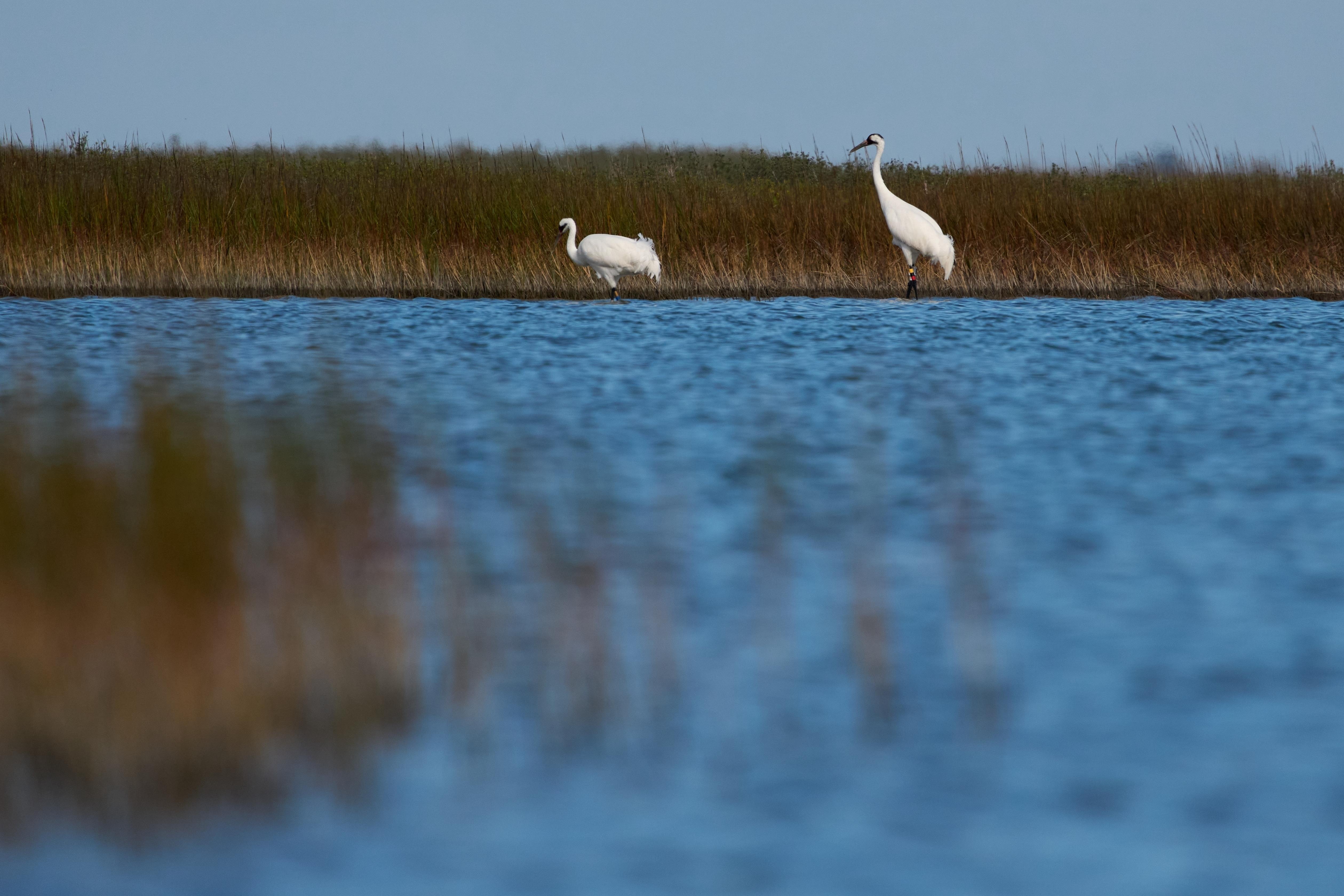 Whooping cranes, look for food Friday, Dec. 12, 2025, near...