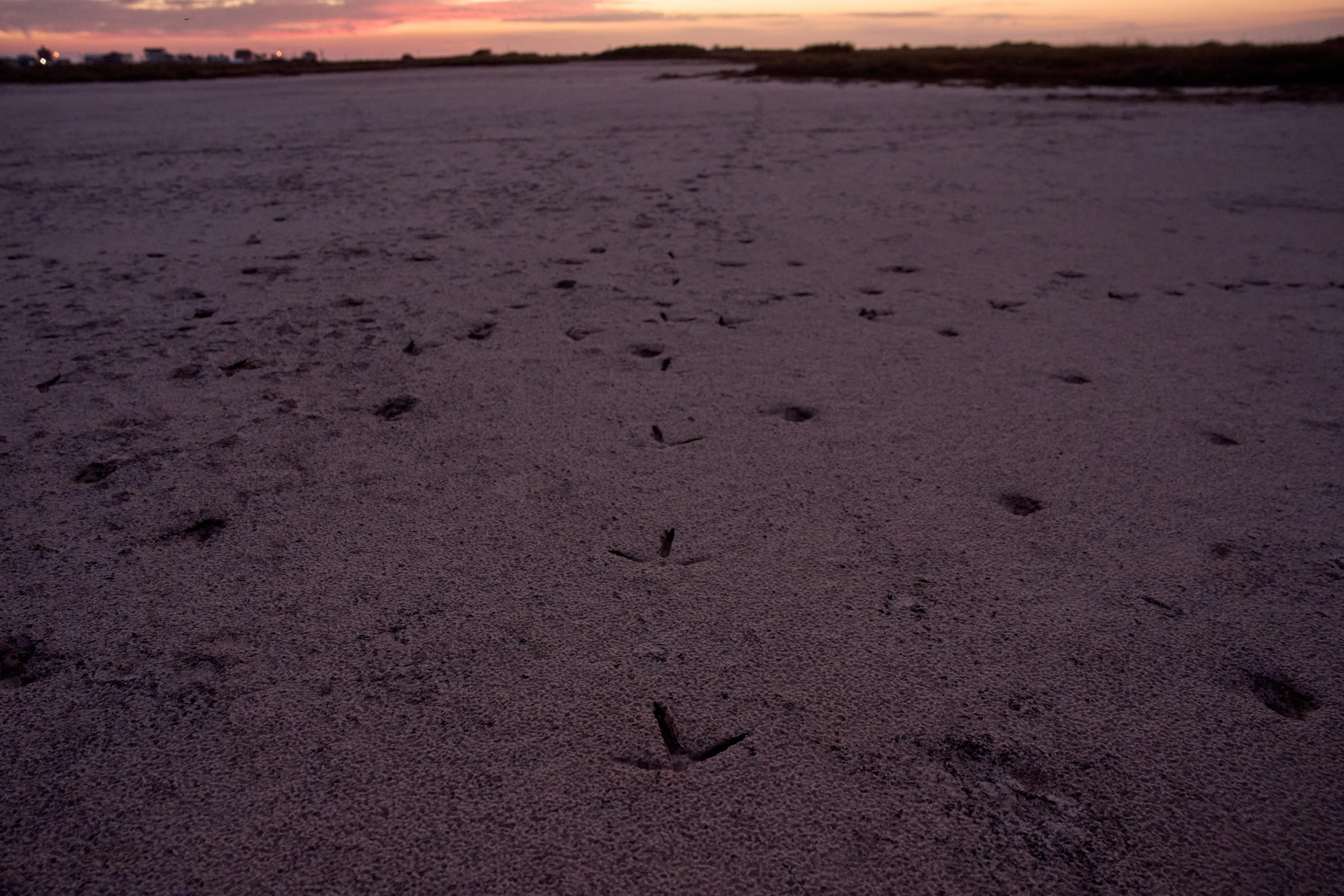 Crane tracks are visible at the Wolfberry Whooping Crane Sanctuary,...