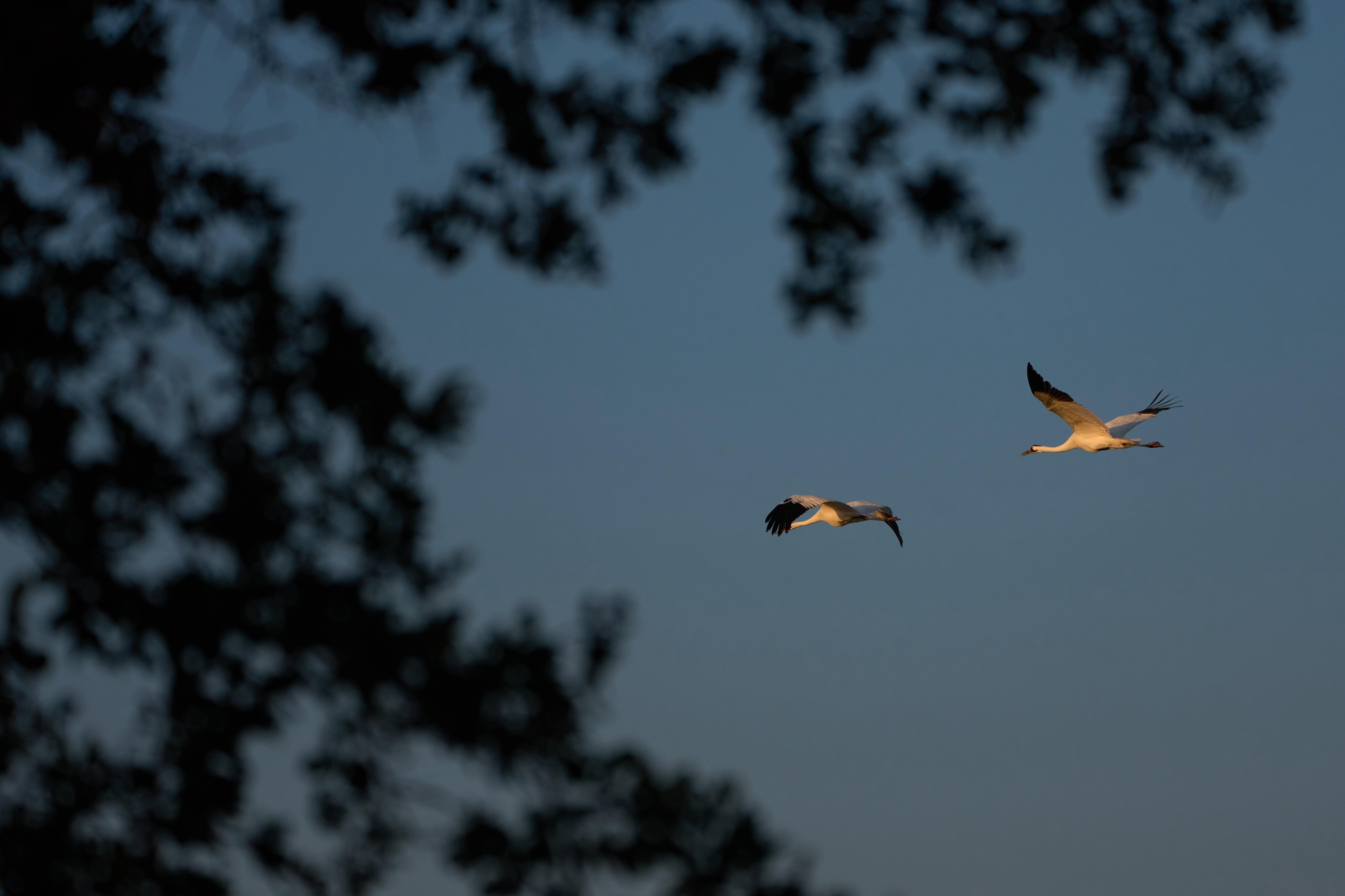 Whooping cranes fly Saturday, Dec. 13, 2025, in Rockport, Texas....