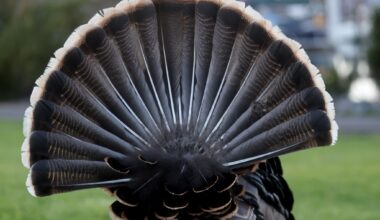 Alameda man charged with felony for hunting turkey, authorities say