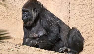 Oh, baby! LA Zoo welcomes fifth baby ape in four months – NBC Los Angeles