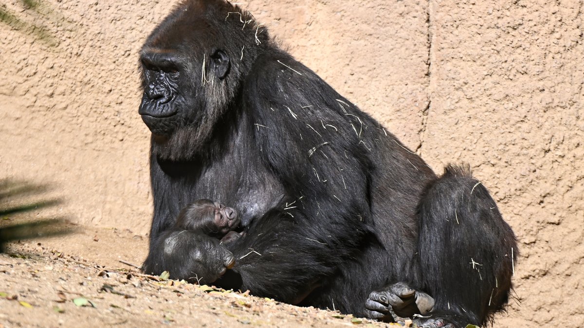 Oh, baby! LA Zoo welcomes fifth baby ape in four months – NBC Los Angeles