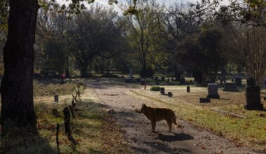 How Dallas’ Oakland Cemetery is turning into a natural refuge