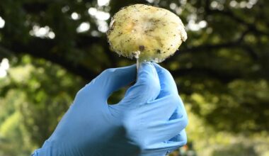 These toxic wild mushrooms have caused a deadly outbreak of poisoning in California
