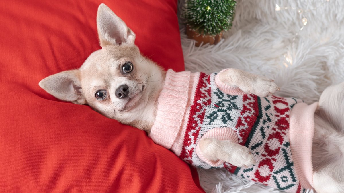Invite an adoptable animal home for a Holiday Foster Sleepover – NBC Los Angeles