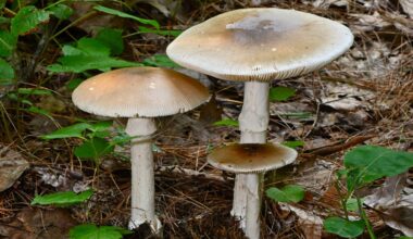 San Diego County health officials issue warning against eating wild mushrooms – NBC 7 San Diego