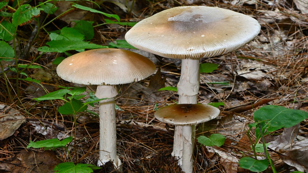 San Diego County health officials issue warning against eating wild mushrooms – NBC 7 San Diego