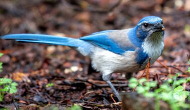 Wing by a Christmas Bird Count and aid science in helping our feathered friends – NBC Los Angeles