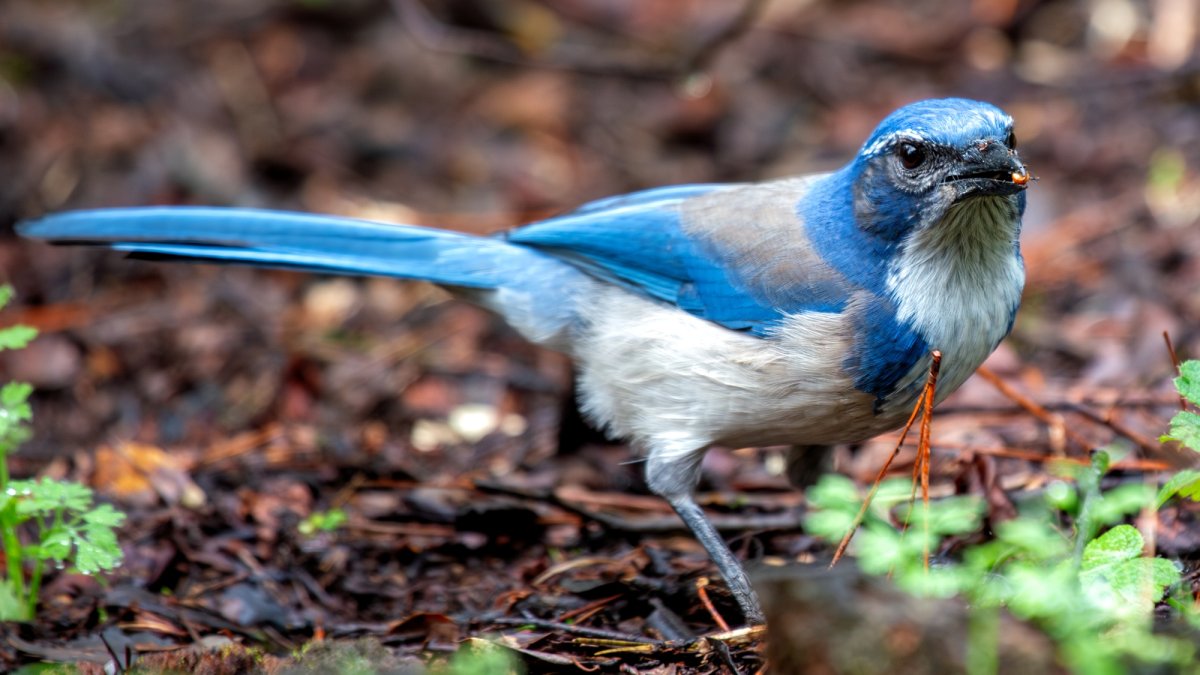 Wing by a Christmas Bird Count and aid science in helping our feathered friends – NBC Los Angeles