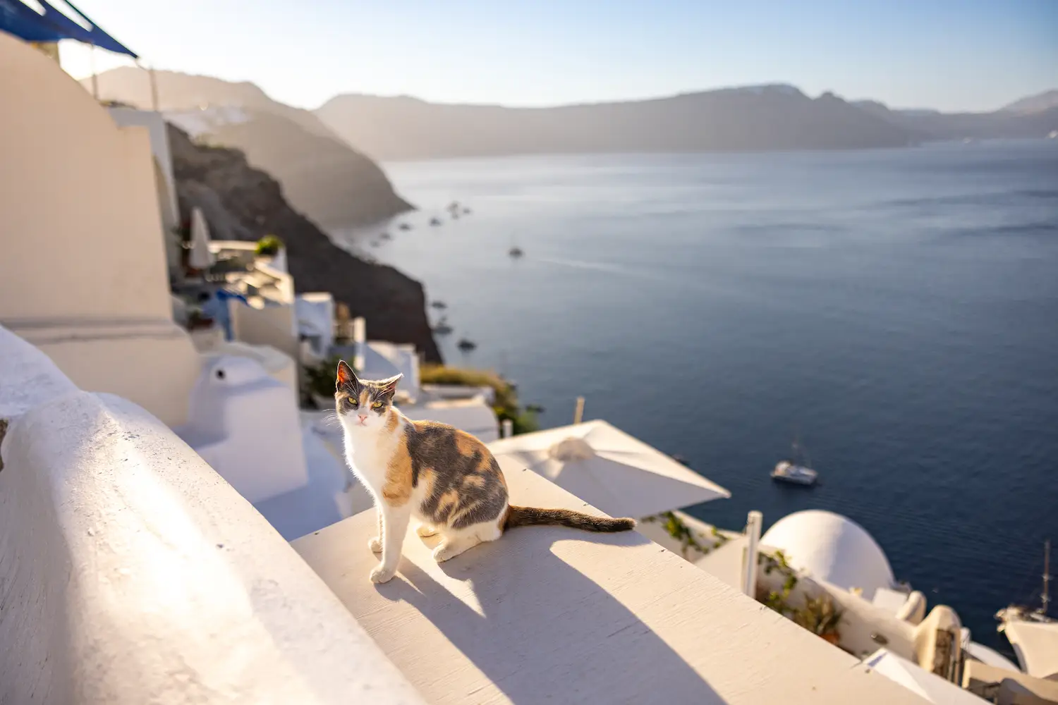Cat in Greece from The Kitten Lady's book with her husband Andrew Marttila known as The Cat Photographer