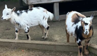 Oakland Zoo's sad news; good news at Children's Fairyland