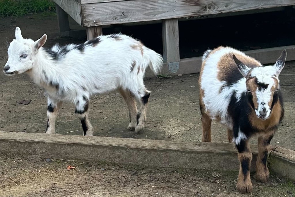 Oakland Zoo's sad news; good news at Children's Fairyland