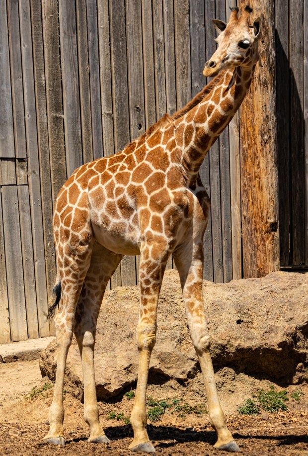 Zawadi, one of the Oakland Zoo's spotted giraffes, suddenly collapsed and died Dec. 15. (photo courtesy of the Oakland Zoo)