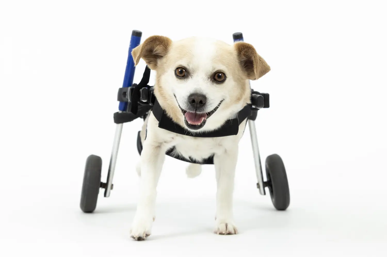 San Diego Magazine's Cutest Pets 2025 content critic's pick winner  Best Smile Award, Remy